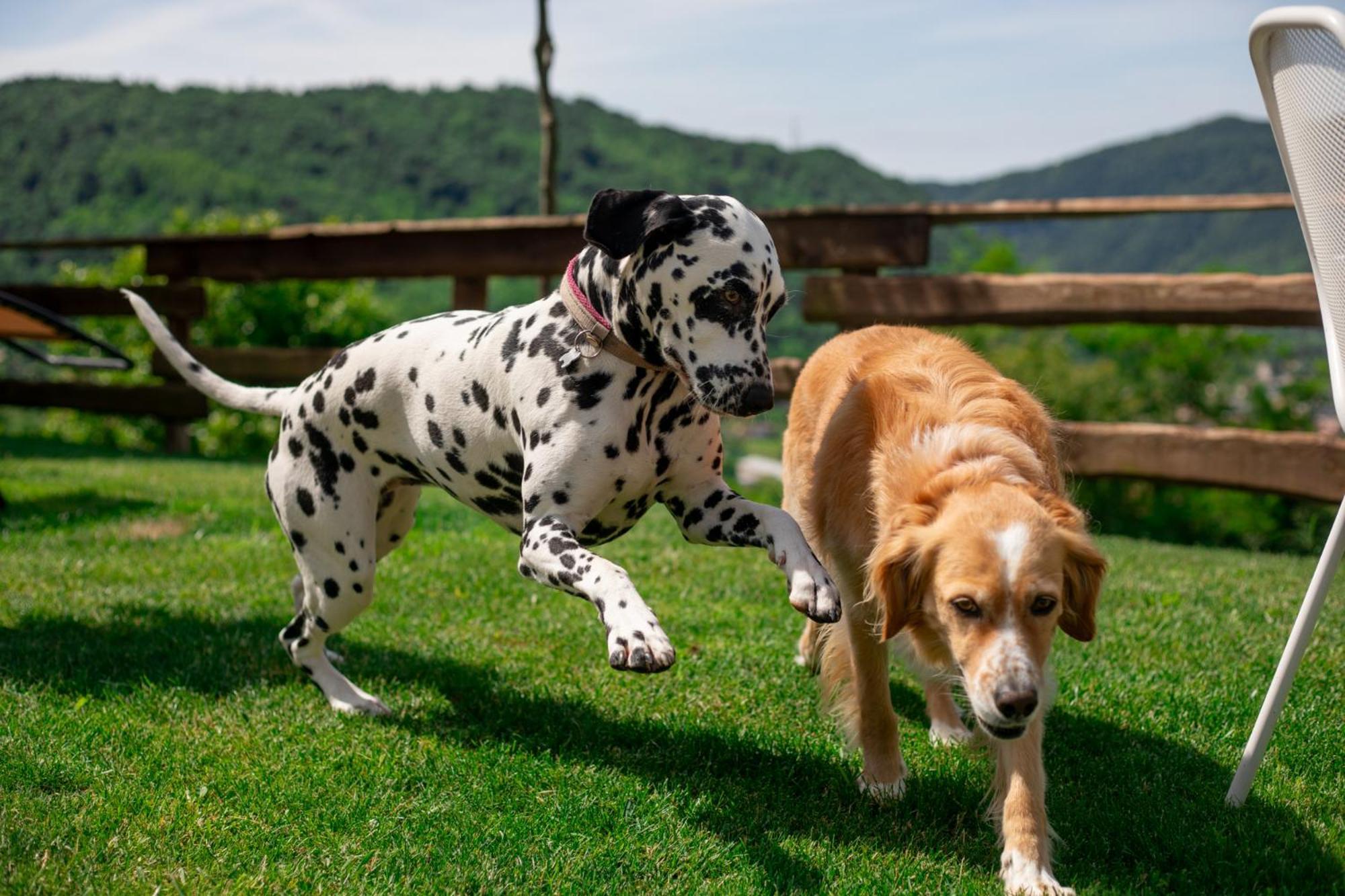 Agriturismo Riva Dei Coz Sequsino Dış mekan fotoğraf