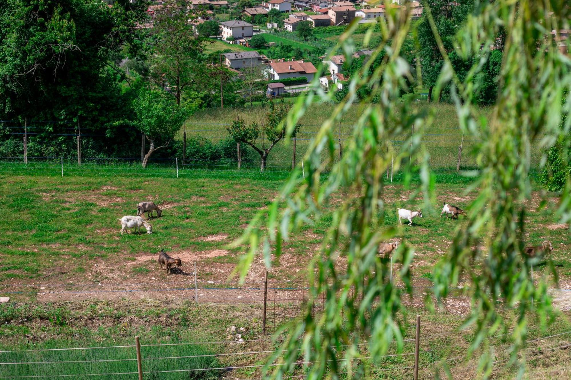 Agriturismo Riva Dei Coz Sequsino Dış mekan fotoğraf